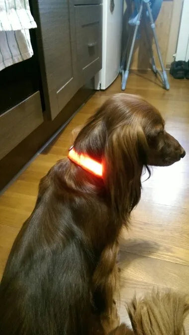#*NOVIDADE*# 
Coleira de nylon com LED para cães, coleira fluorescente luminosa, suprimentos para animais de estimação, segurança noturna, coleira piscante que brilha no escuro