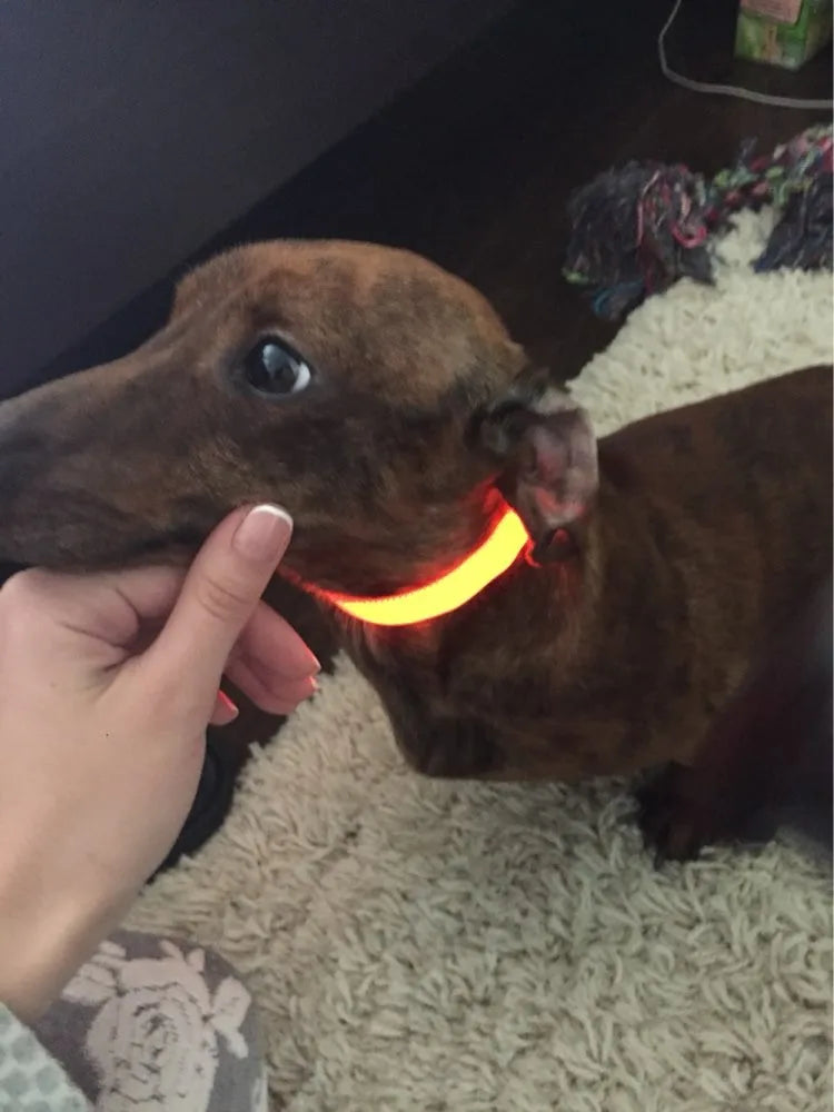 #*NOVIDADE*# 
Coleira de nylon com LED para cães, coleira fluorescente luminosa, suprimentos para animais de estimação, segurança noturna, coleira piscante que brilha no escuro