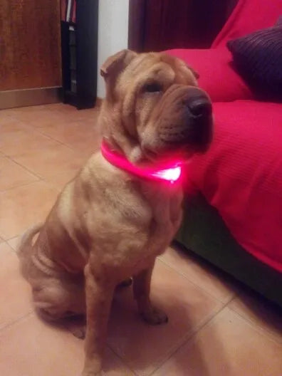 #*NOVIDADE*# 
Coleira de nylon com LED para cães, coleira fluorescente luminosa, suprimentos para animais de estimação, segurança noturna, coleira piscante que brilha no escuro